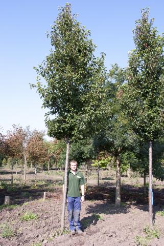 Pyrus calleryana 'Chanticleer' Pyrus calleryana 'Chanticleer'
